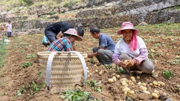 贵州罗甸：石漠化山区迎来新产业 一地双收拓宽致富路