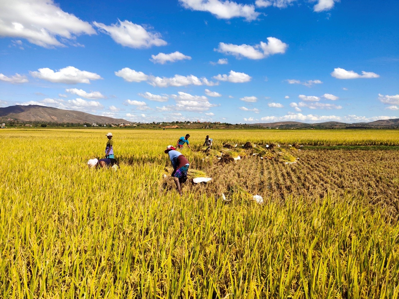 两个超级杂交水稻品种物质生产的特性