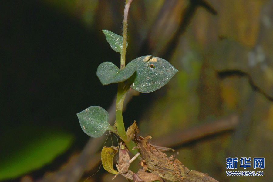 五里坡保护区发现重庆兰科植物新记录属