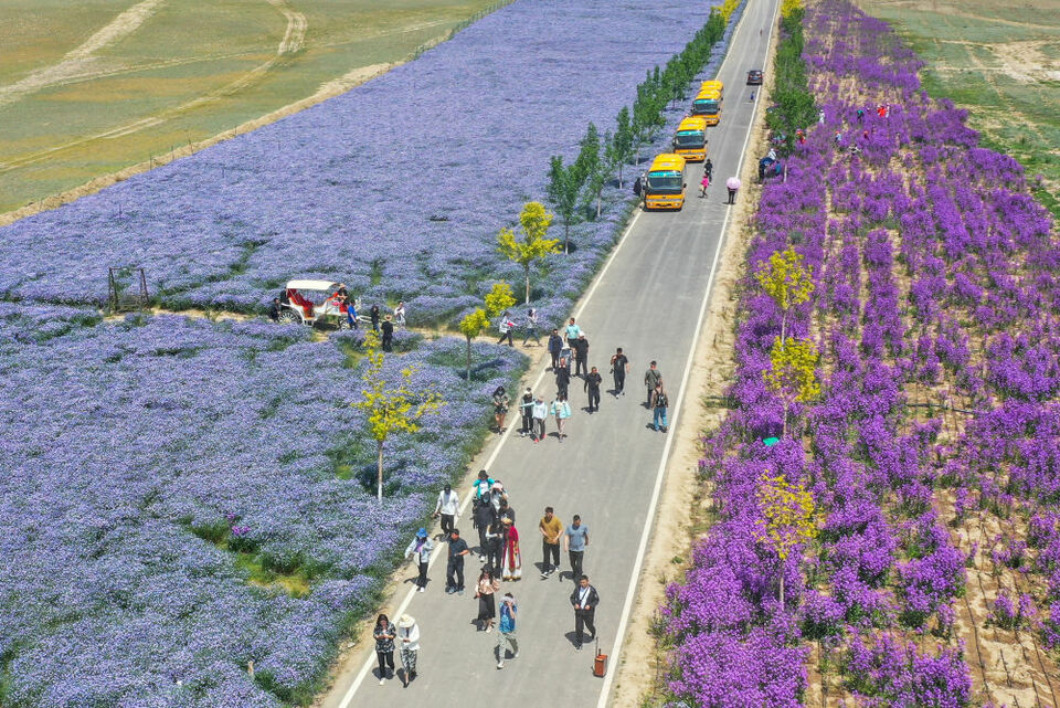 追著花兒看新疆|幸福像花兒一樣——新疆“花經濟”帶動群眾致富