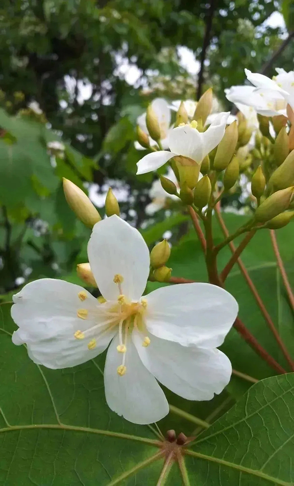 （张）眉山仁寿禾加镇：五一出游好去处_fororder_五龙山桐花-供图-仁寿县委宣传部（2）