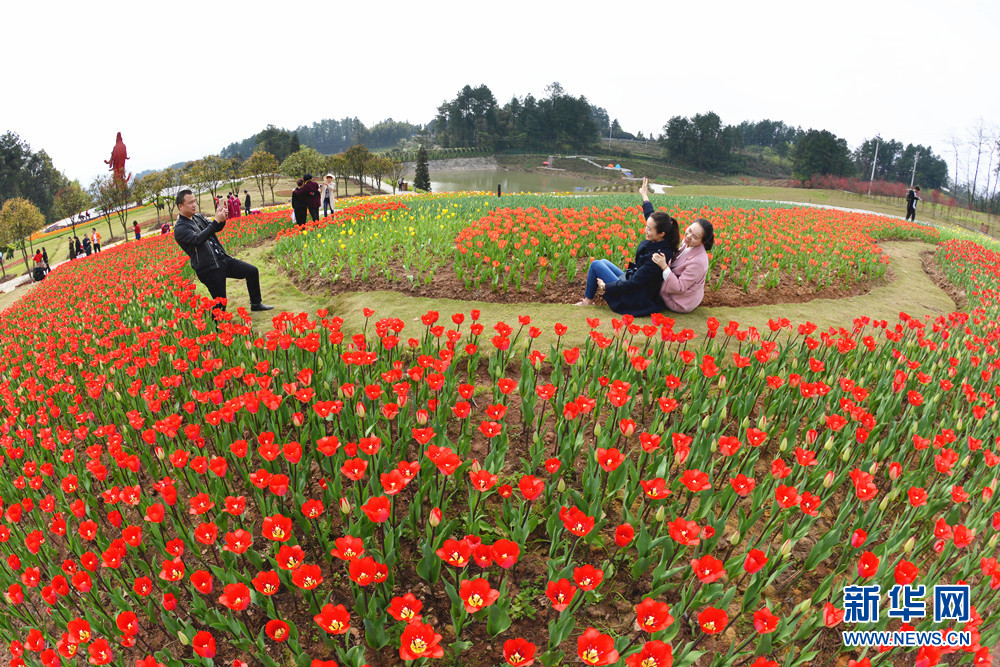 【行游巴渝 图文】重庆綦江凤凰谷郁金香节开幕