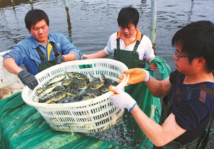 一條魚從劇毒到無毒 長江河豚 最大育繁基地在江蘇