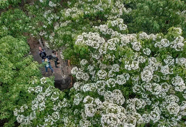 （张）眉山仁寿禾加镇：五一出游好去处_fororder_五龙山桐花-供图-仁寿县委宣传部