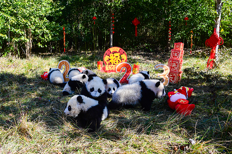 中国大熊猫保护研究中心2022级熊猫宝宝首次亮相  Panda Cubs of Class 2022 at China Conservation and Research Center for the Giant Panda Made Their Debut_fororder_图片17