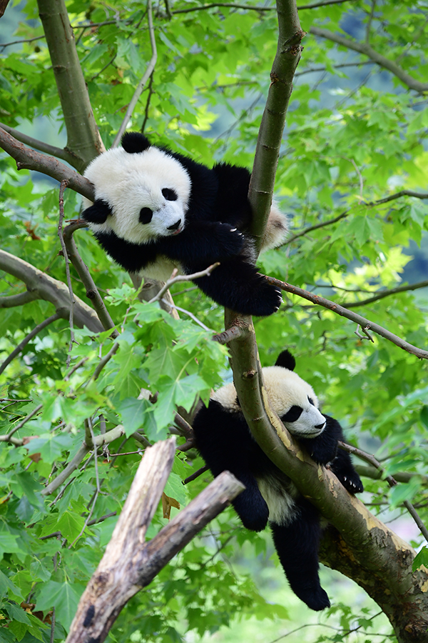 中国大熊猫保护研究中心2022级熊猫宝宝首次亮相  Panda Cubs of Class 2022 at China Conservation and Research Center for the Giant Panda Made Their Debut_fororder_图片21