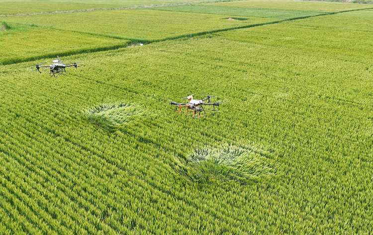 河北黃驊:60多萬畝旱鹼麥豐收在望_fororder_圖片2