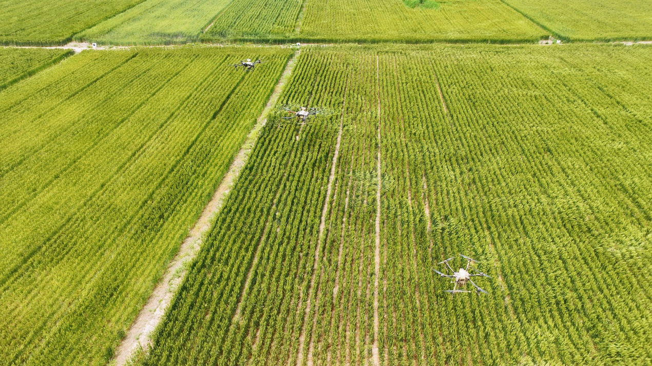 河北黄骅：60多万亩旱碱麦丰收在望_fororder_图片3