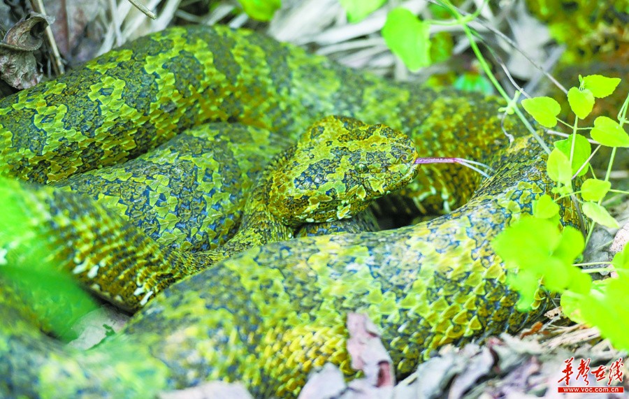 湖南：生物多样 我们守护