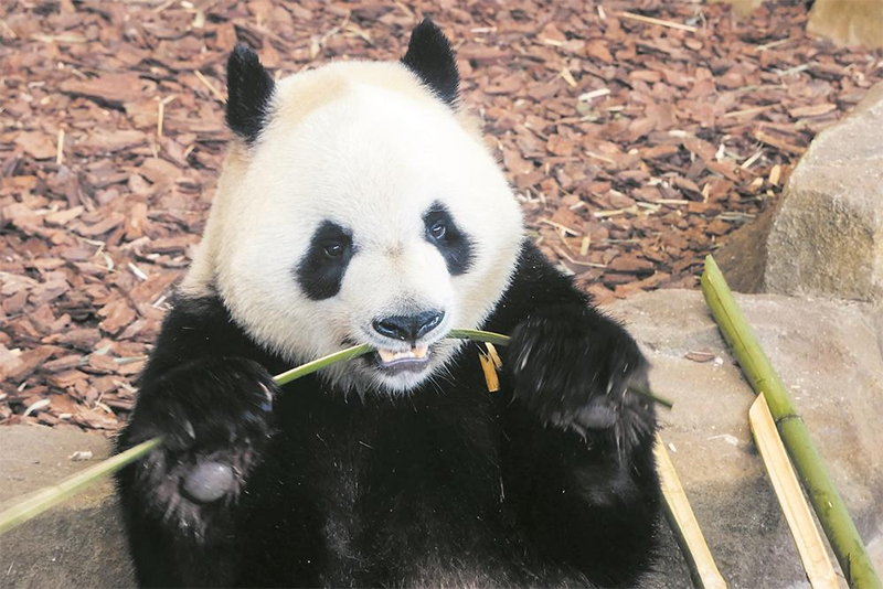 （转载）成都大运会吉祥物“蓉宝”原型大熊猫“芝麻”6岁啦_fororder_未标题-2