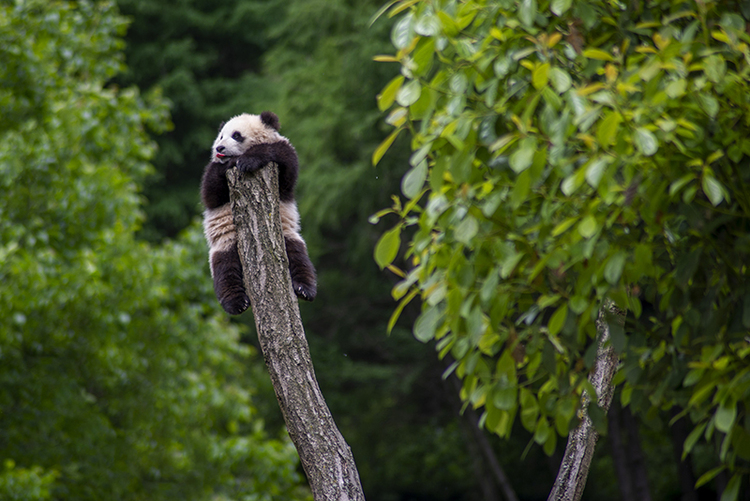 "Kung Fu Panda" who loves to climb trees_fororder_圖片9