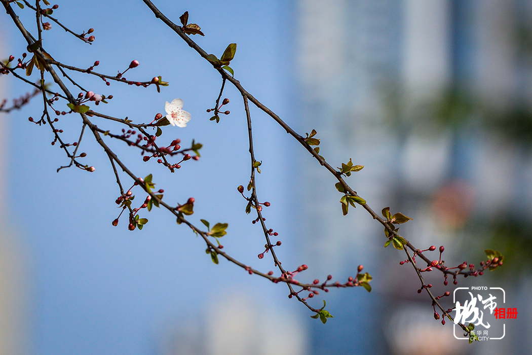 【渝情渝景】重庆：城里城外春色四起