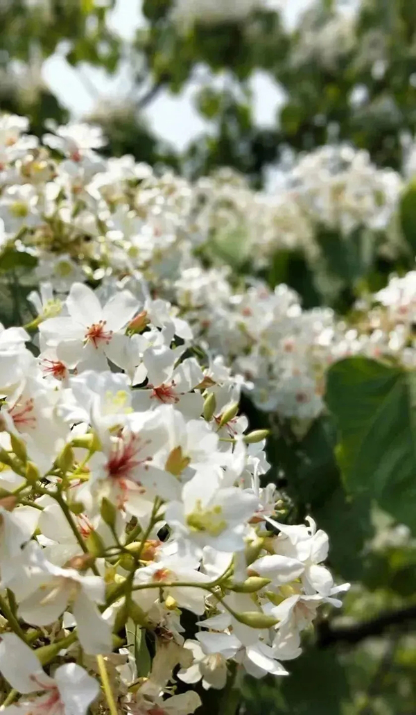 （张）眉山仁寿禾加镇：五一出游好去处_fororder_五龙山桐花-供图-仁寿县委宣传部（1）