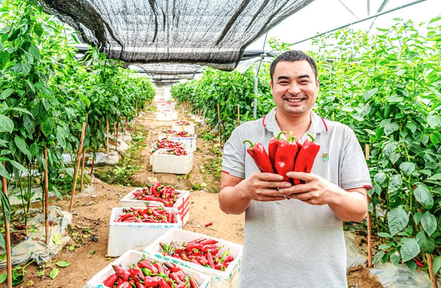 廣西合浦：彩椒迎豐收 日子別樣紅