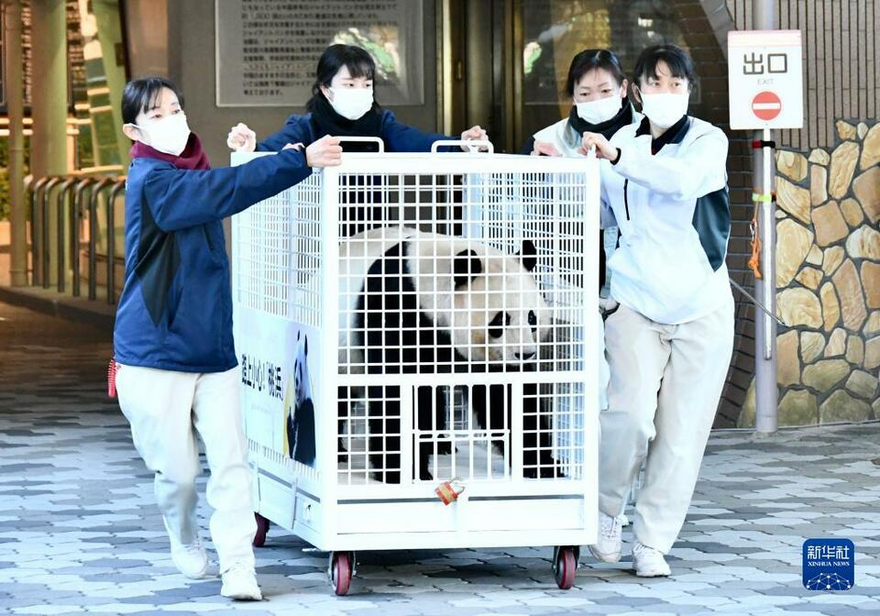 Japanese Panda Fans Bid Farewell to Giant Pandas Yong Ming, Ying Bang and Tao Bang_fororder_图片6