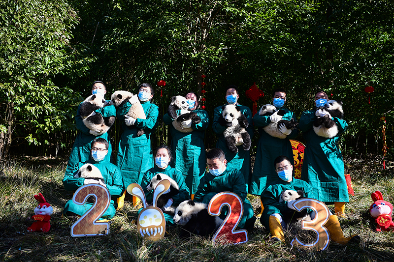 中国大熊猫保护研究中心2022级熊猫宝宝首次亮相  Panda Cubs of Class 2022 at China Conservation and Research Center for the Giant Panda Made Their Debut_fororder_图片16