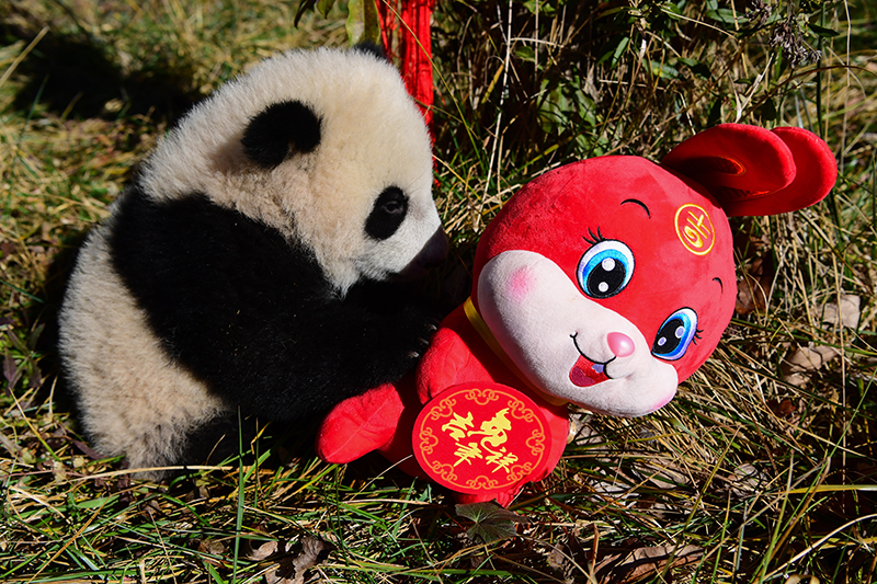 中国大熊猫保护研究中心2022级熊猫宝宝首次亮相  Panda Cubs of Class 2022 at China Conservation and Research Center for the Giant Panda Made Their Debut_fororder_图片19