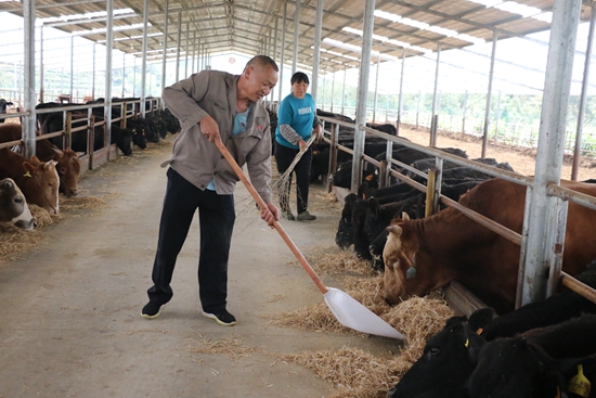 （供稿）貴州荔波：龍頭企業引領養殖産業“牛”起來_fororder_養殖場工人在喂牛.JPG