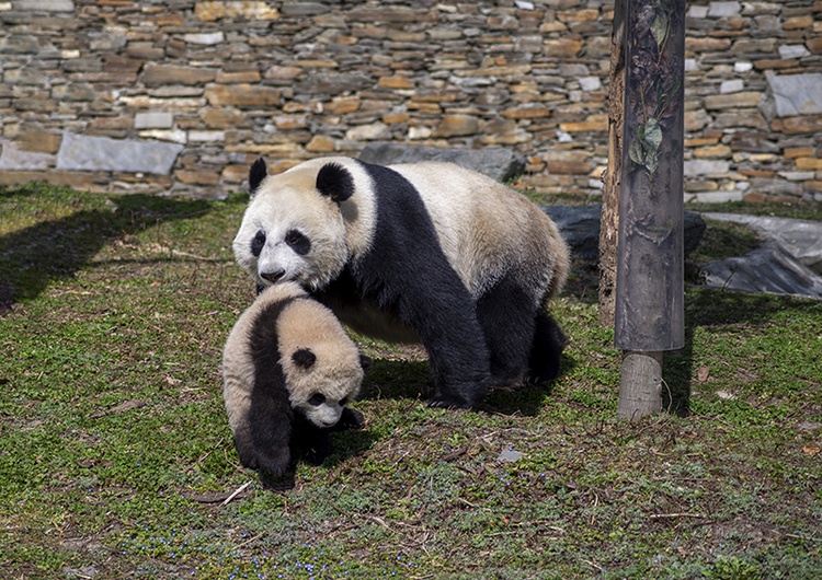 Pandas with their cubs_fororder_大熊貓叼著幼崽