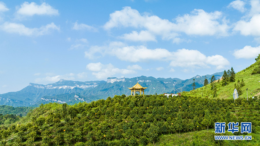 【城市远洋】重庆南川：谷雨时节 茶树飘香