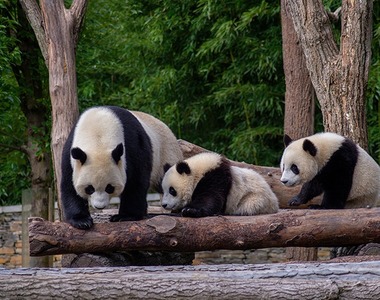 西華師大大熊貓團隊研究成果在Science Advances在線發表 The Research Findings of the Giant Panda Research Team at CWNU are Published Online in Science Advances_fororder_圖片1