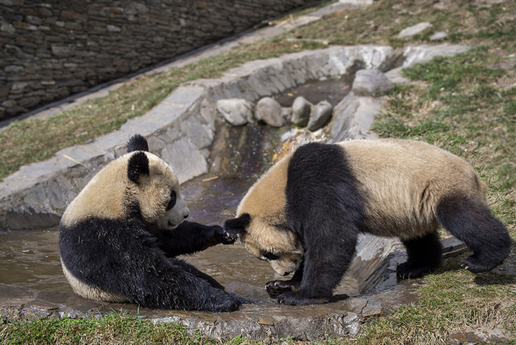 Pandas having fun with each other_fororder_图片6