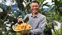 （供稿）贵州都匀：枇杷成熟采摘忙 助推乡村产业旺