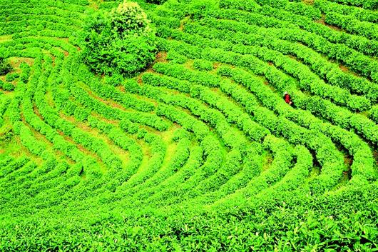 黄石凡庄村褪去“黑袍”披“绿裳”