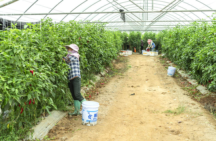 廣西合浦：彩椒迎豐收 日子別樣紅