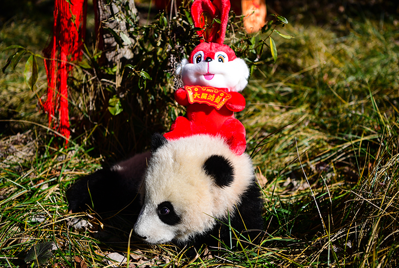 中国大熊猫保护研究中心2022级熊猫宝宝首次亮相  Panda Cubs of Class 2022 at China Conservation and Research Center for the Giant Panda Made Their Debut_fororder_图片18