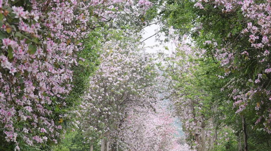 廣西賀州：一路繁花一路景