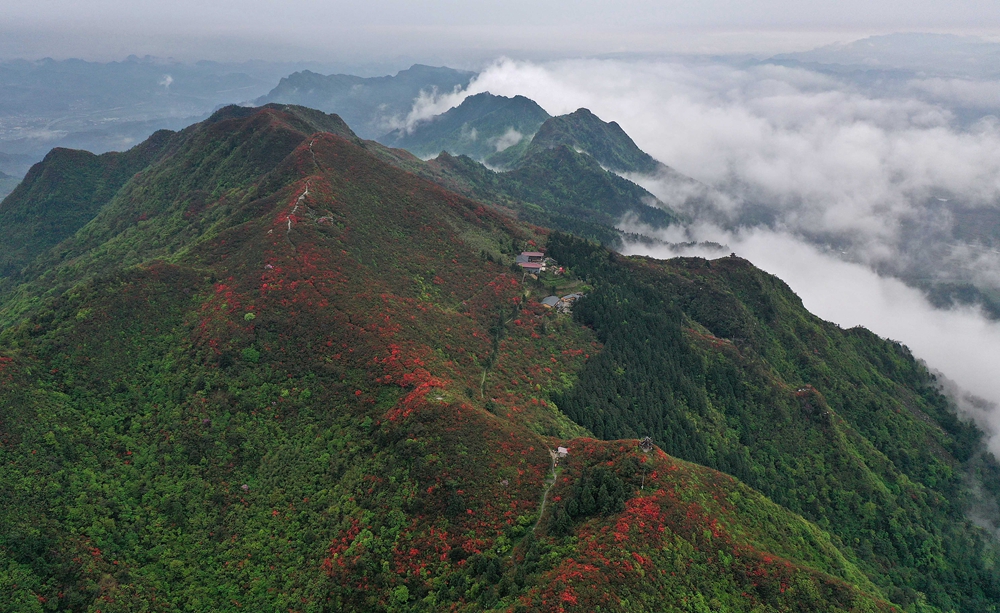 （供稿）贵州丹寨龙泉山：万亩杜鹃花 漫山遍野红_fororder_丹寨龙泉山万亩野生杜鹃竞相绽放（大景）