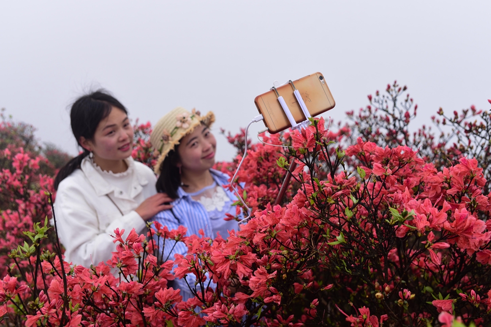 贵州丹寨龙泉山：万亩杜鹃花 漫山遍野红_fororder_丹寨龙泉山万亩野生杜鹃竞相绽放9