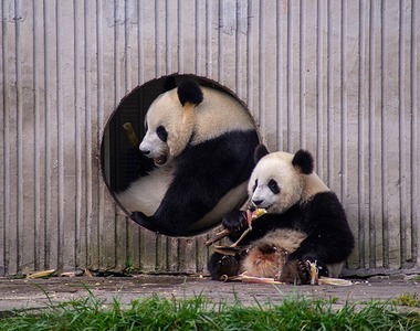 The giant panda research team of China West Normal University made new progress in panda conservation_fororder_微生态-熊猫故事