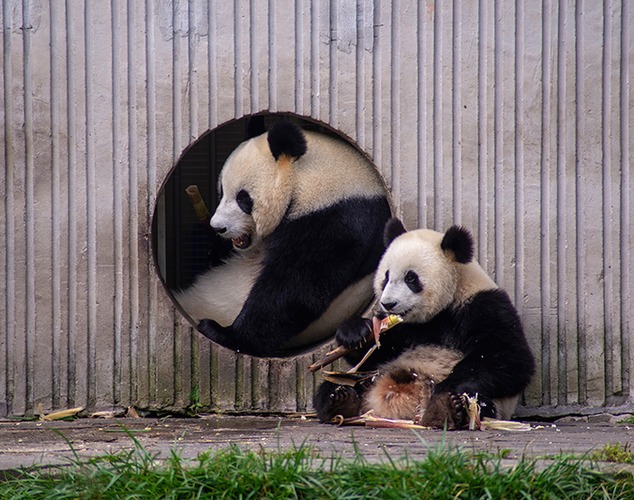 The giant panda research team of China West Normal University made new progress in panda conservation