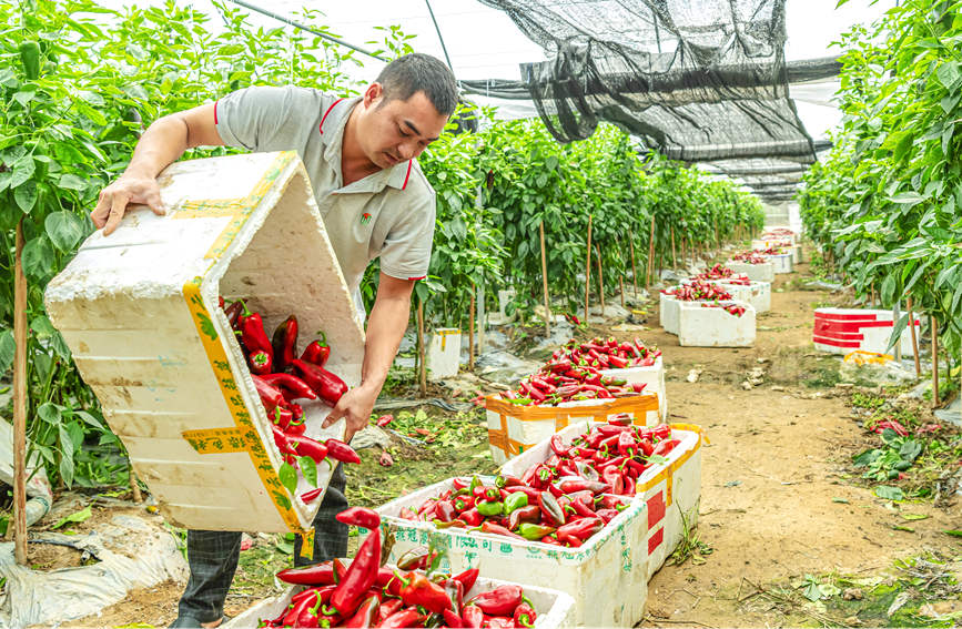 廣西合浦：彩椒迎豐收 日子別樣紅