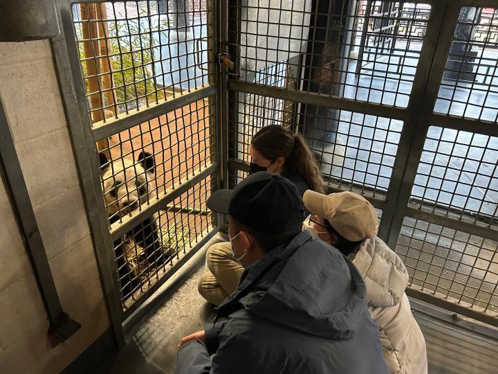 （转载）旅居美国的大熊猫“丫丫”将回国，身体状况如何？
