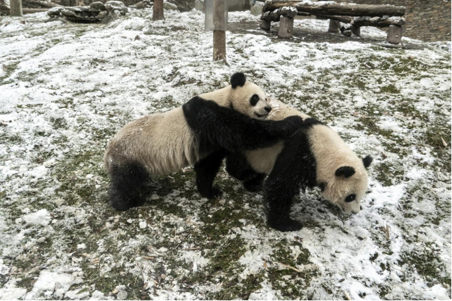 Why are giant pandas so precious?_fororder_大熊猫嬉戏