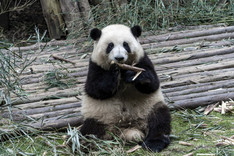Does giant pandas eat meat?_fororder_大熊猫吃肉吗