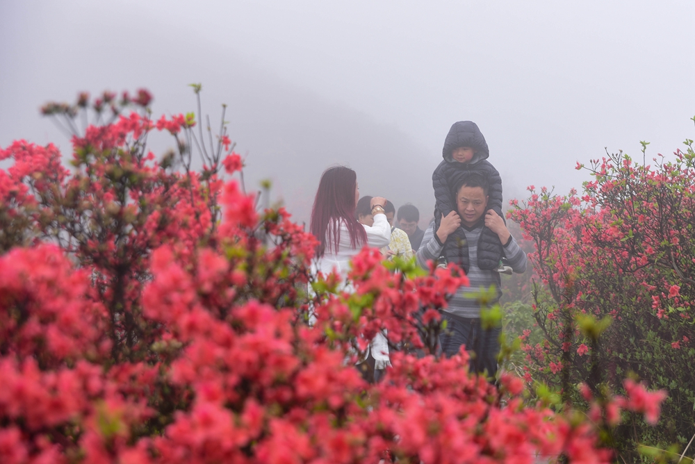 貴州丹寨龍泉山：萬畝杜鵑花 漫山遍野紅_fororder_丹寨龍泉山萬畝野生杜鵑競相綻放3