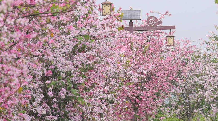 廣西賀州：一路繁花一路景