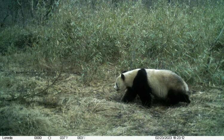 （转载）在这里，野生秦岭大熊猫频频“出镜”