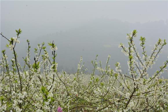 【区县联动】【江津】江津区西湖镇：“雪花”满天飞 笑迎游客八方来【区县联动　列表】江津区西湖镇： 笑迎游客八方来