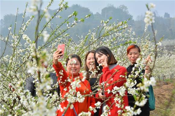 【區縣聯動】【江津】江津區西湖鎮：“雪花”滿天飛 笑迎遊客八方來【區縣聯動　列表】江津區西湖鎮： 笑迎遊客八方來