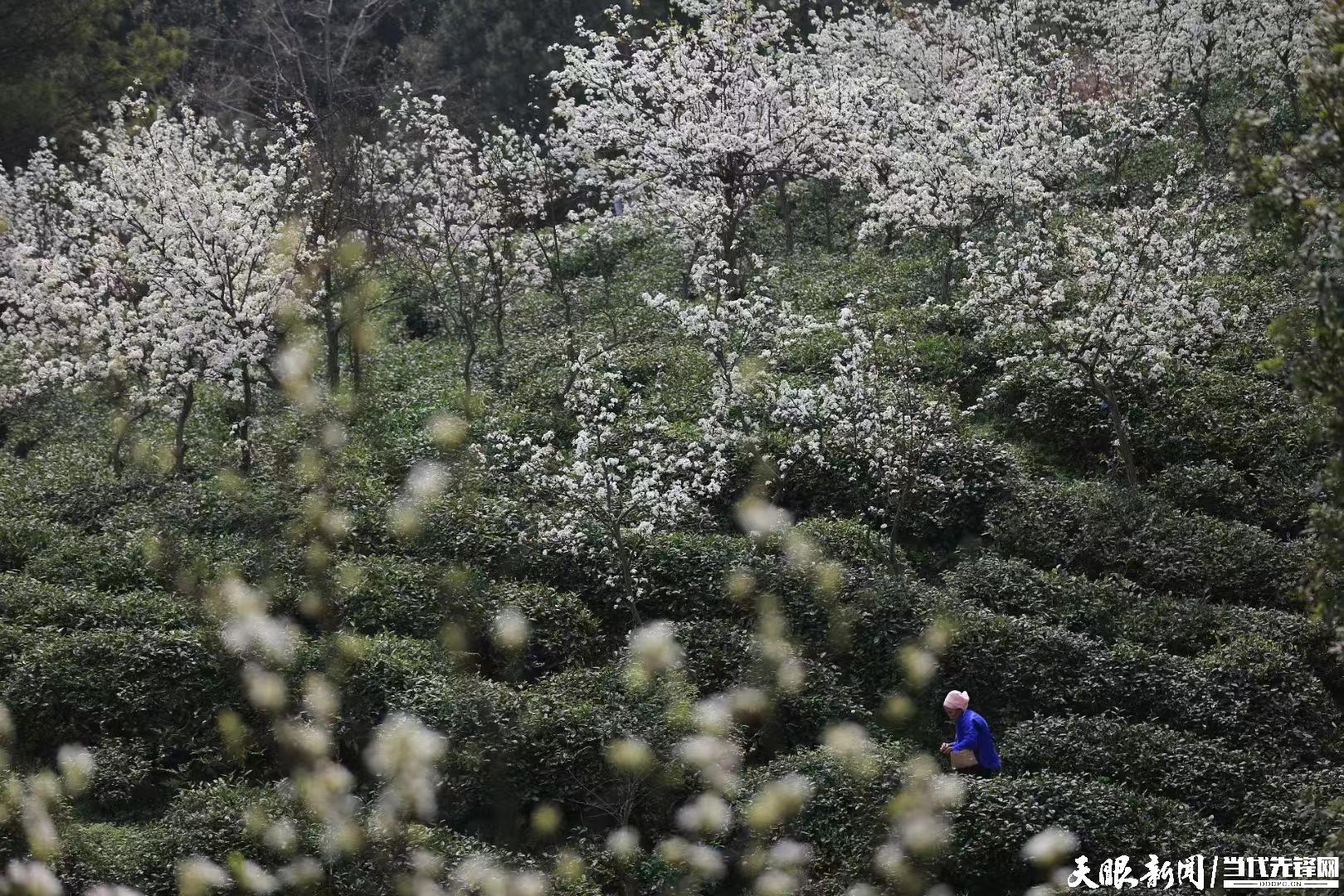 春天的茶讯 | 贵州茶香绽放英国校园：携“四季茶山”漂洋过海