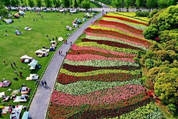 【文化旅遊】上海世紀公園2萬餘平“七彩花田”五一盛放