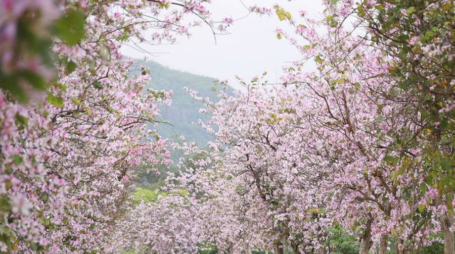 廣西賀州：一路繁花一路景