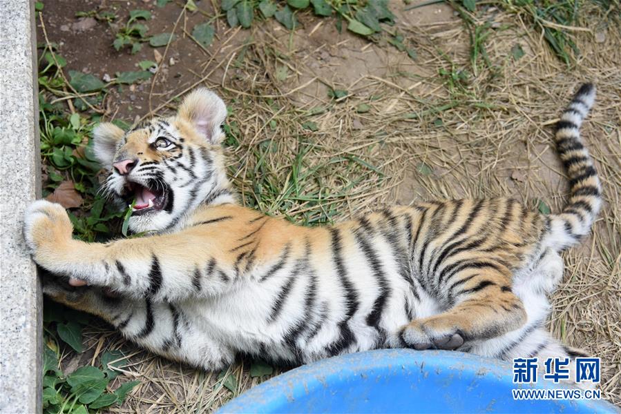 济南动物园人工饲养孟加拉虎宝宝茁壮成长