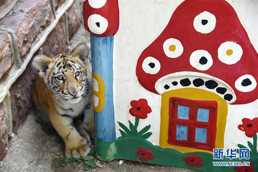 濟南動物園人工飼養孟加拉虎寶寶茁壯成長