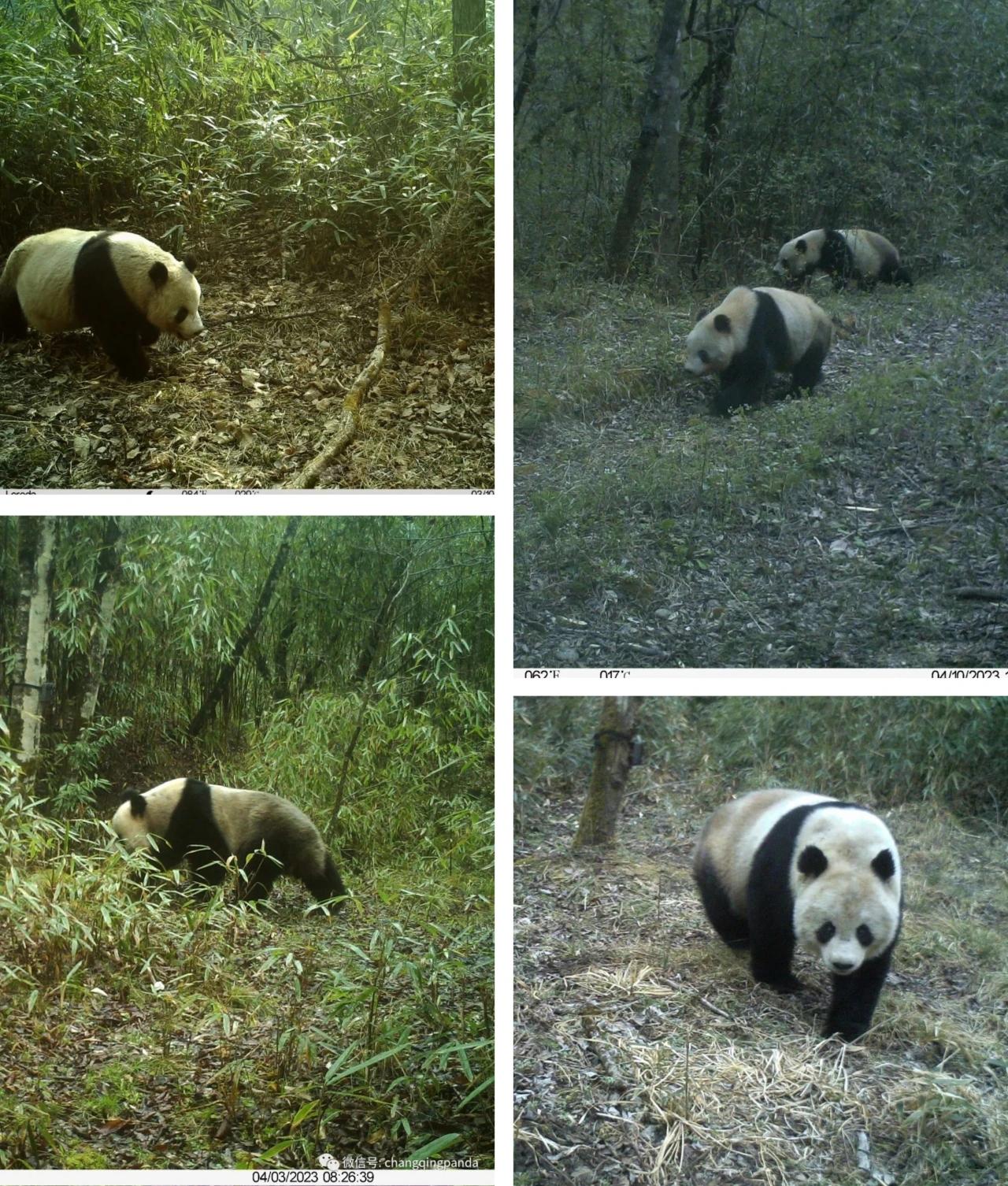（转载）在这里，野生秦岭大熊猫频频“出镜”